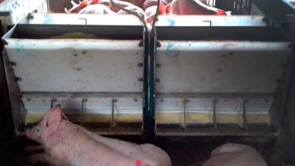 Foto 1. Su&iacute;nos por comedouro.
