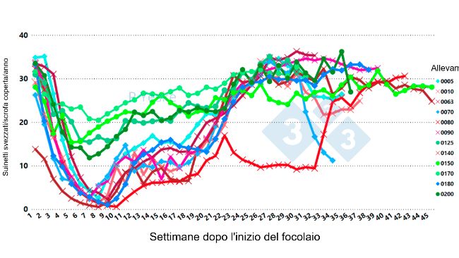 Figura 2. Cambiamenti nei suinetti svezzati/&nbsp;scrofa coperta/anno nel tempo dopo il focolaio&nbsp;di PRRSv (variante 1-4-4 L1C in 12 diversi allevamenti, che mostra che il calo della produttivit&agrave; impiega fino a 30 settimane per riprendersi).
