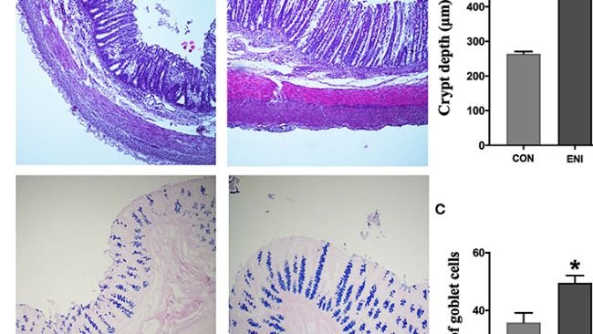 FIGURA 3. Effetti degli interventi di nutrizione dopo la nascita sulla morfologia del colon e sul numero di cellule caliciformi. CON, gruppo di controllo, ENI, gruppo di interventi di nutrizione precoce. (UN). Colorazione HE e PAS del tessuto del colon. (B) La profondità della cripta del colon. (C) Il numero di cellule caliciformi del colon. I dati sono espressi come media ± SEM (n = 4). Il test t per campioni indipendenti è stato utilizzato per confrontare i dati tra due gruppi. *P < 0,05.