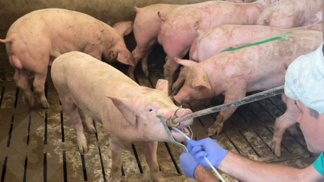 Collection of&nbsp;tonsil scrubbing samples.
