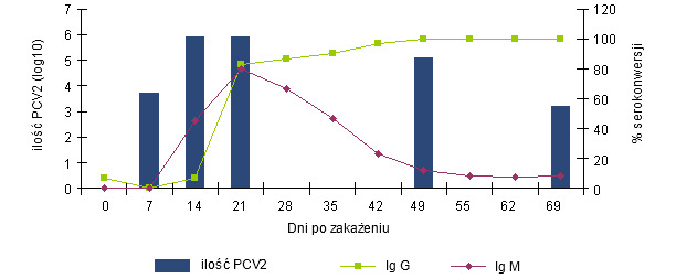Zmiany poziomu przeciwciał IgG i IgM zmierzone testem blocking ELISA (INGENASA) i wiremii PCV2 po eksperymentalnym zakażeniu (Segalés et al. 2005)