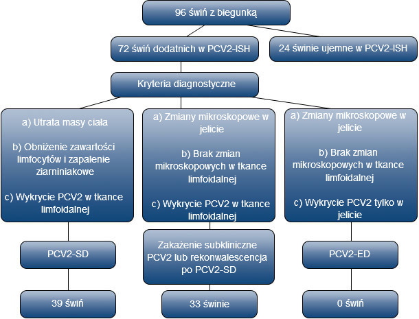 Selection and diagnostic criteria for PCV2 infected pigs