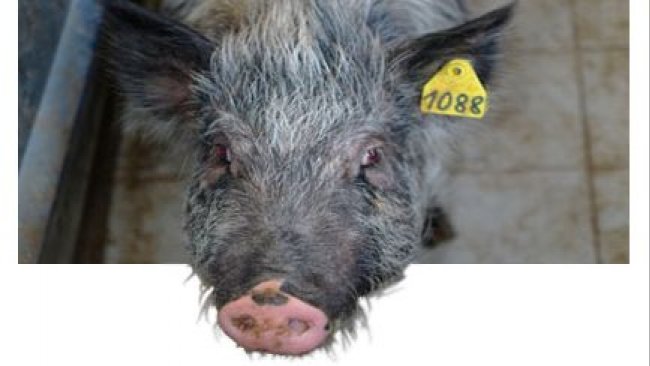 Partial or total change of colour from black to white