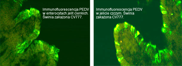Immunofluorescencja PED. Świnia zakażona CV777
