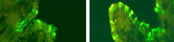 Immunofluorescencja PED. Świnia zakażona CV777