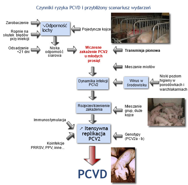 PCVD risk factors and tentative scenario of cascade of events