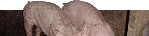 PMWS and PDNS affected piglets