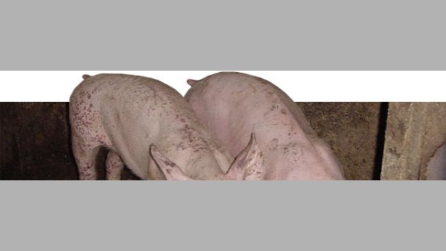 PMWS and PDNS affected piglets