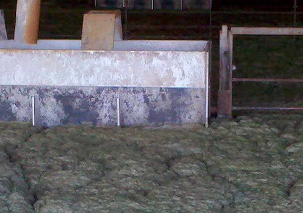 Foam in the animal occupied zone of a deep-pit swine finisher.