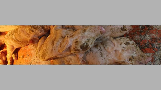 Severe scouring, dehydration, and high mortality in baby pigs.