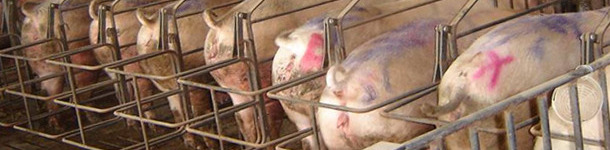 cerdas en cubrición