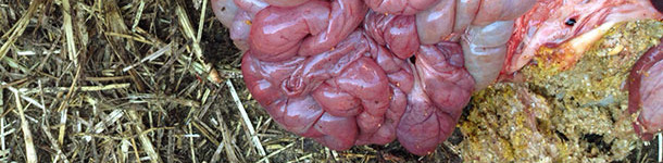 Haemorrhagic small intestine with normal full stomach.