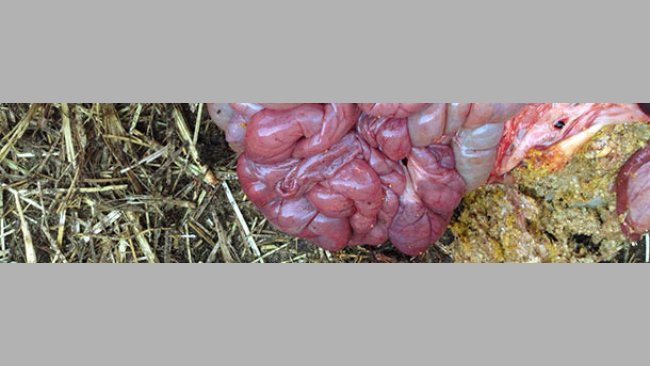 Haemorrhagic small intestine with normal full stomach.