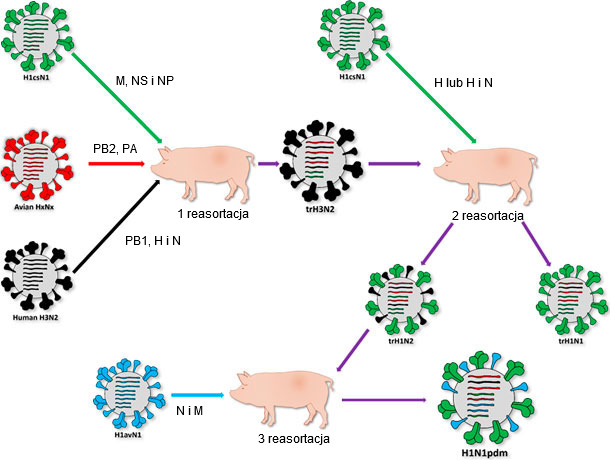 Pochodzenie H1N1pdm