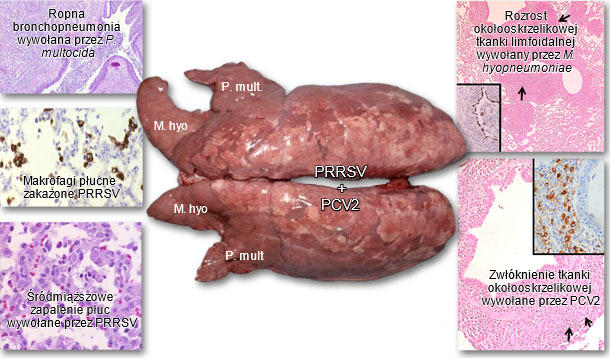 Lungs from a pig suffering from PRDC