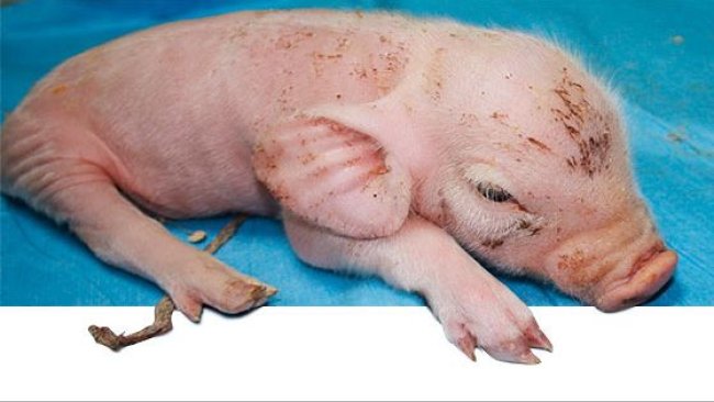 Affected piglet