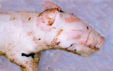 Piglet with a subcutaneous oedema