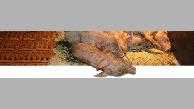 Suckling piglets severely affected by PEDV in a piglet producing farm in southern Germany