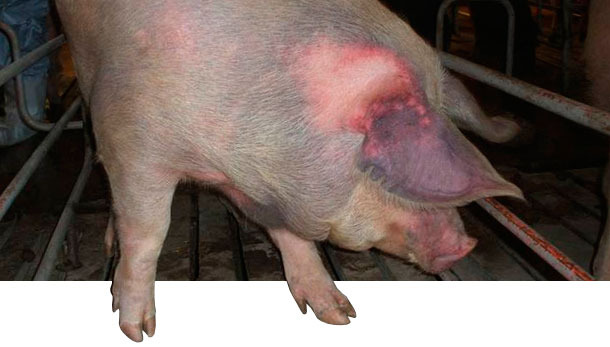 aïve gilts were naturally infected with type 1 PRRSV and showed cyanosis (“blue ear disease”) in ear