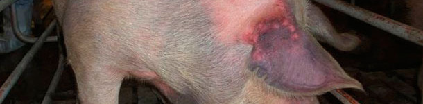 aïve gilts were naturally infected with type 1 PRRSV and showed cyanosis (“blue ear disease”) in ear