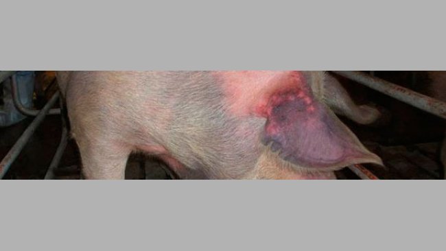 aïve gilts were naturally infected with type 1 PRRSV and showed cyanosis (“blue ear disease”) in ear