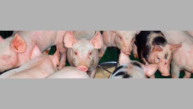 Wysoka masa ciała odsadzonych prosiąt