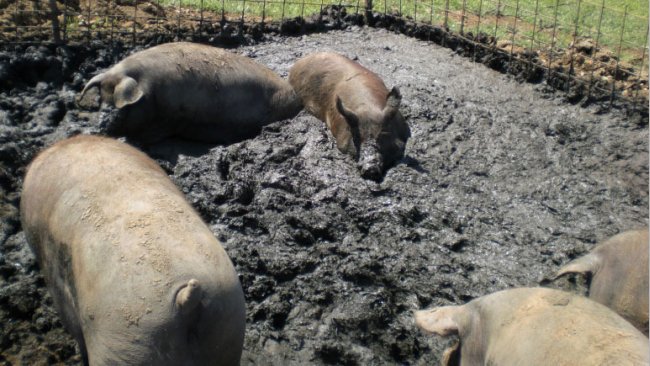 Iberian pig creating its own wet area to lie in an outdoor plot.