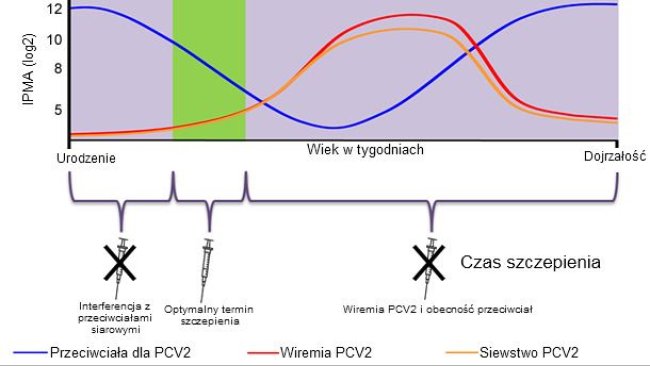 Optimal time for piglet PCV2 vaccination