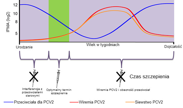 Optimal time for piglet PCV2 vaccination