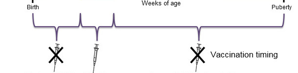 Optimal time for piglet PCV2 vaccination