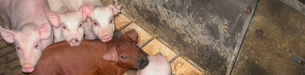 Aspects of gastrointestinal tract immunity around weaning