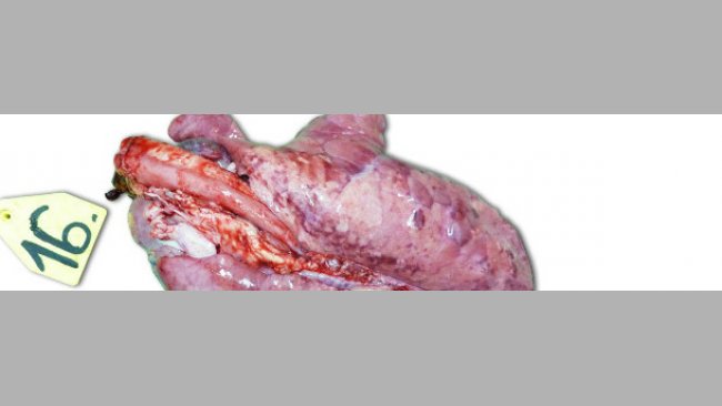 Lungs of a piglet exterminated 14 days PI, inoculated with higly pathogenic Type I subtype 3 strain Lena