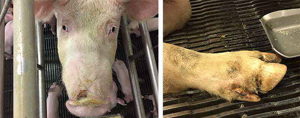 Snout and foot lesions reported in idiopathic vesicular disease cases