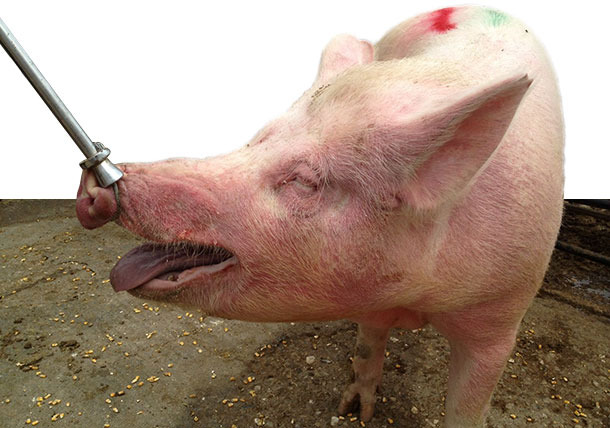 Diseased sow in group housing pen with EM, characterized by red, raised skin areas on the neck and the face