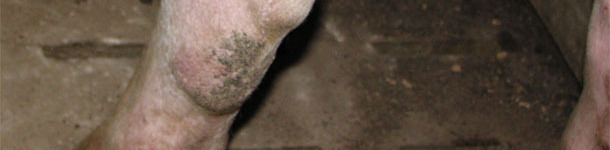 Gilt hind leg