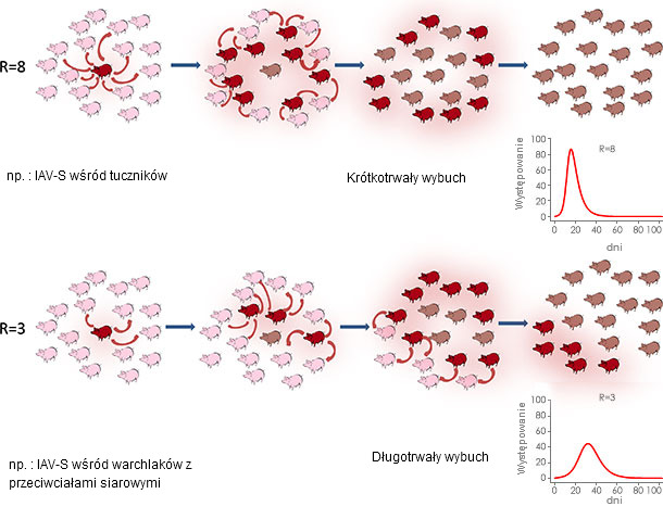 Reproduction ratio in epidemic or endemic context