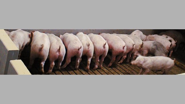 Odporność na E.Coli po odsadzeniu.