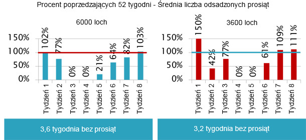 Po zakażeniu loch infekcji uległy wszystkie prosięta. 