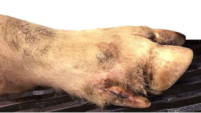 Minor coronary band, interdigital and foot pad lesions in most of the lame pigs