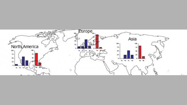 Geographic prevalences of different TTSuV strains