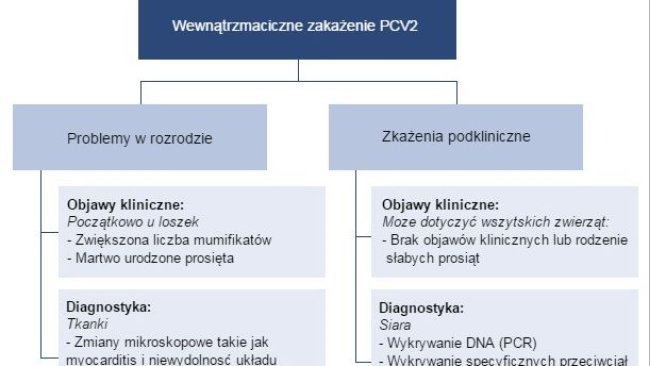 Wpływ zakażeń PCV2 na rozród.