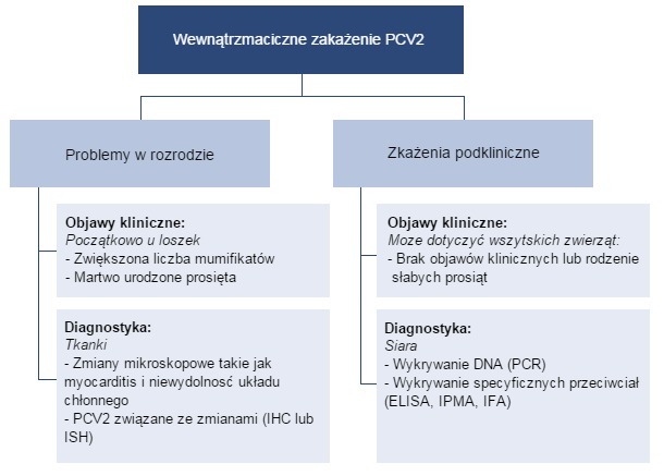 Wpływ zakażeń PCV2 na rozród.