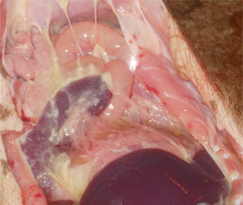 Uogólnione zapalenie błon surowiczych w chorobie systemowej wywołanej M. hoyrhinis