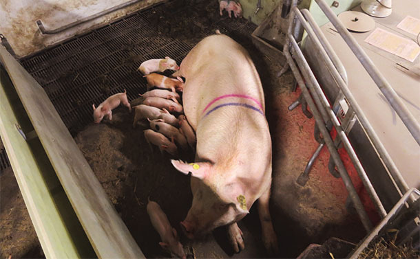 SWAP system in the sow-stall-free period. Courtesy of Christian Fink Hansen