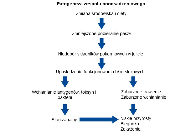 Esquema del efecto del destete sobre la función barrera de la mucosa, los rendimientos y la salud en lechones