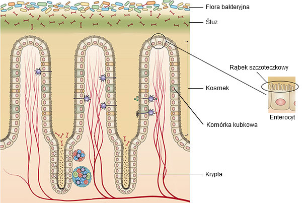 Estructura de la mucosa del intestino delgado