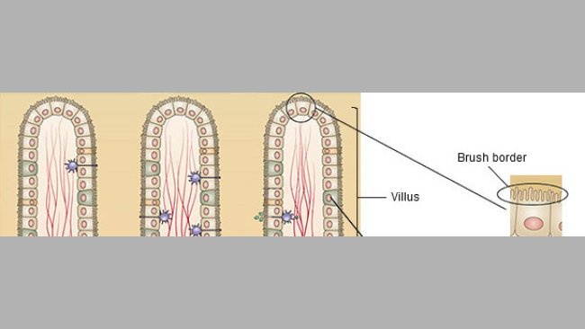 Estructura de la mucosa del intestino delgado
