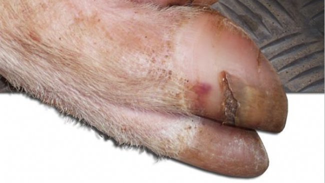 Pęknięcie poprzeczne na ścianie racicy.