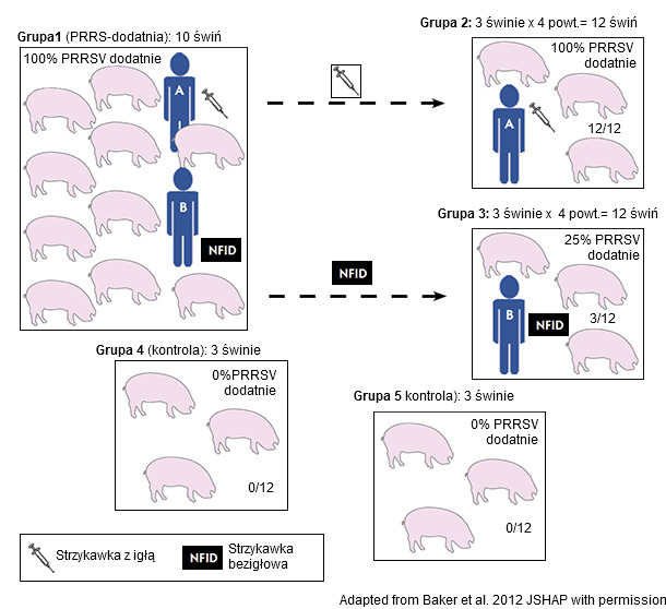 Experimental design to evaluate the ability of a needle-free injection device (NFID) to prevent hematogenous transmission of porcine  reproductive and respiratory syndrome virus (PRRSV)