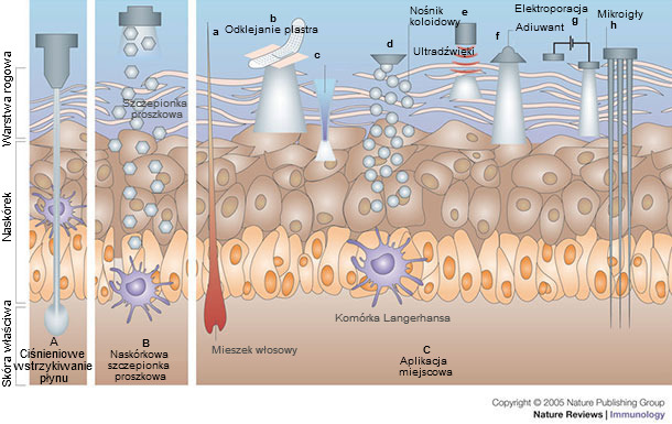 Immunization by cutaneous routes.